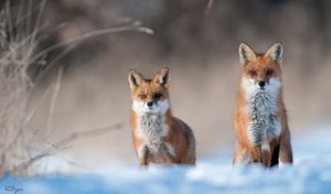 Red foxes