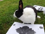 Figure 3: Dutch rabbit and inkblot (personality) test. Photo: C Ellis 2013.